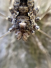 Platybunus