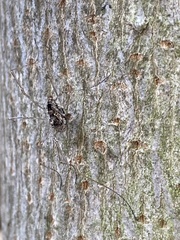 Platybunus