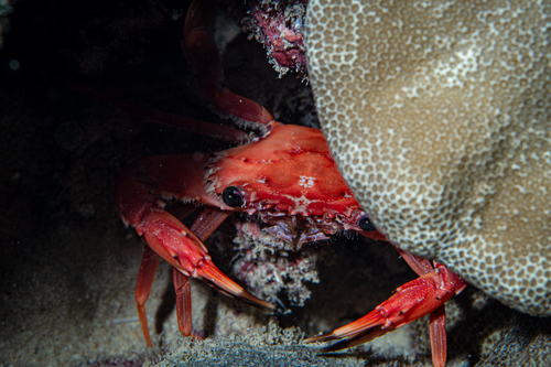 Gonioinfradens paucidentatus, 2025-02-21