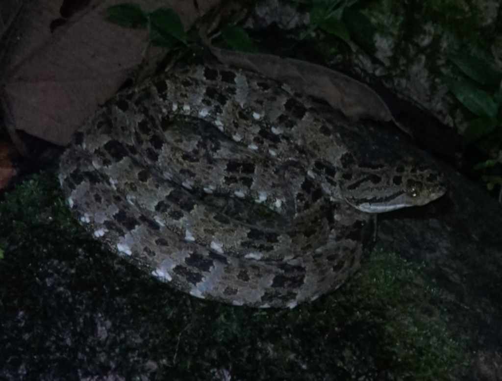 Speckled Forest Pit Viper