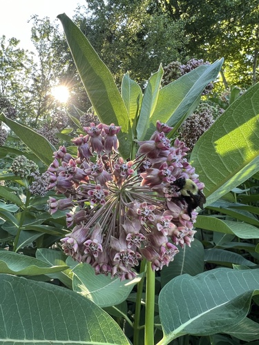 common milkweed