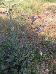 Anchusa strigosa