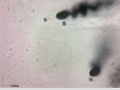 Xylaria corniformis