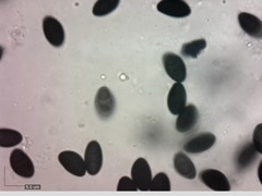 Xylaria corniformis
