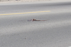 Masticophis flagellum piceus