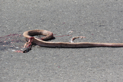 Masticophis flagellum piceus