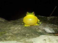 Ranoidea chloris