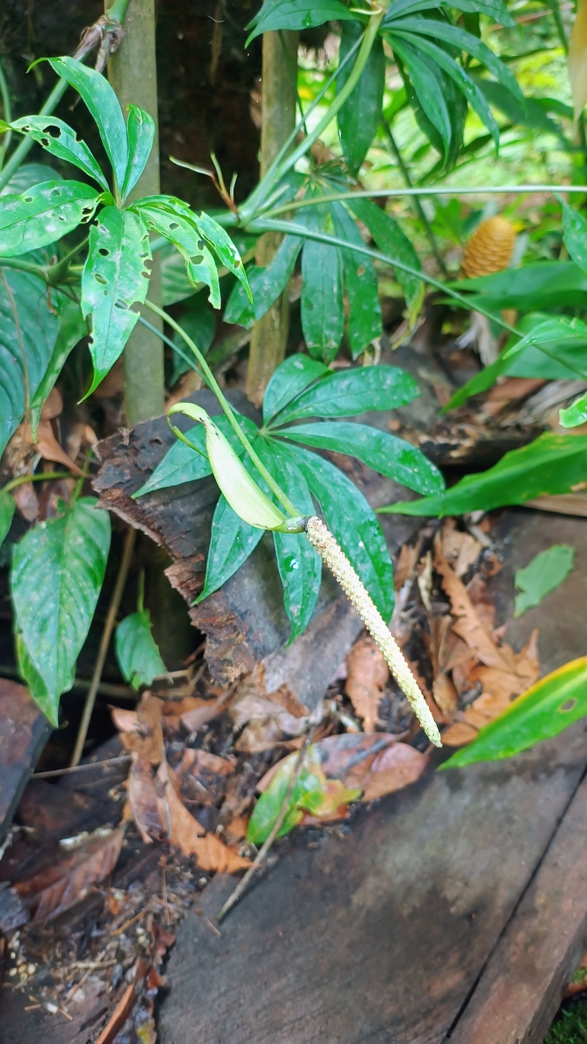 Anthurium polyschistum