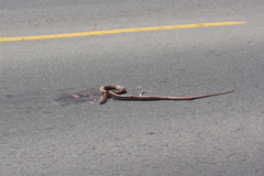 Masticophis flagellum piceus