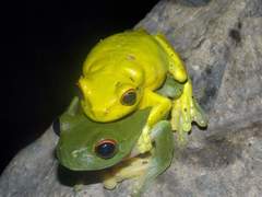 Ranoidea chloris