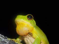 Ranoidea chloris