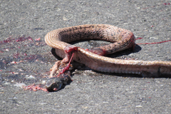 Masticophis flagellum piceus