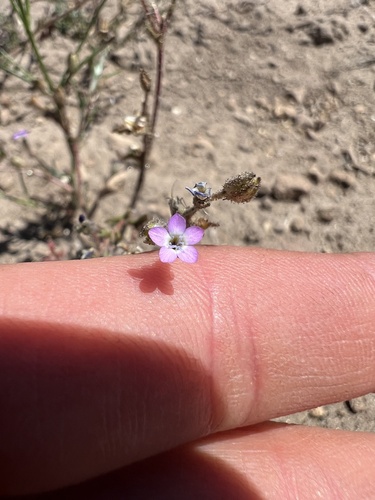 Gilia inconspicua, 2026-06-15