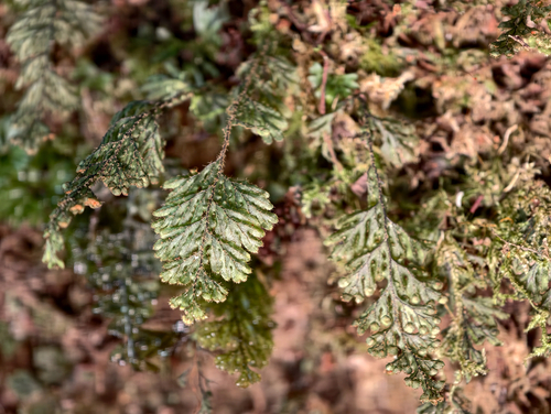 Hymenophyllum imbricatum observed 2026-06-16