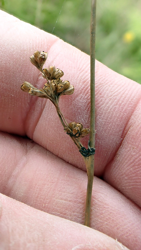 Juncus distegus (Juncus distegus)