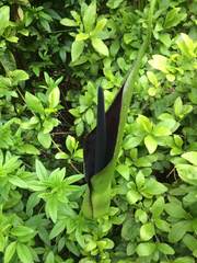 Arum palaestinum