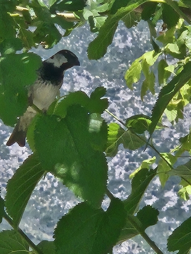 Spanish Sparrow