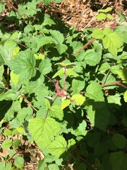 Rubus phoenicolasius