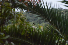 Ramphocelus flammigerus icteronotus