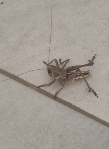 White-faced Bush-cricket
