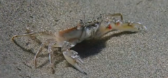 Liocarcinus vernalis