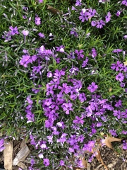 Phlox subulata
