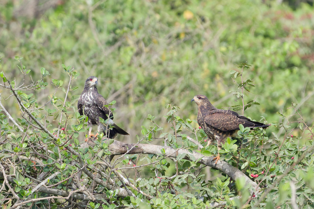 Rostrhamus sociabilis sociabilis