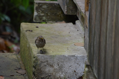 Ecuadorian Thrush (Turdus maculirostris), photo 8