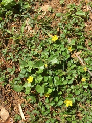 Waldsteinia fragarioides