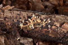 Cordyceps coleopterorum