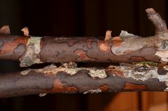 Diatrype decorticata