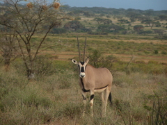 Oryx beisa