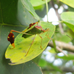 Anisoscelis scutellaris