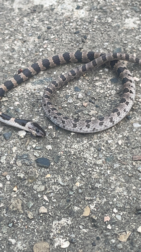 Oriental Odd-tooth Snake