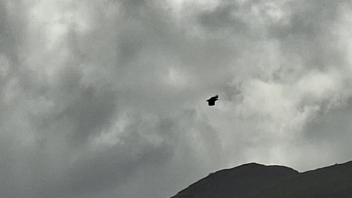 White-tailed Eagle
