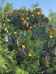 Opuntia cacanapa
