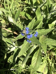Pentaglottis sempervirens