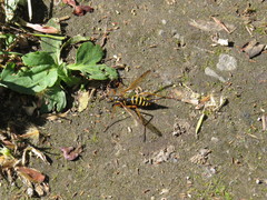 Ctenophora flaveolata