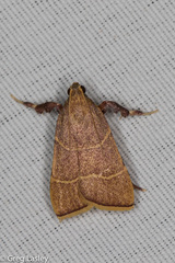 Parachma ochracealis