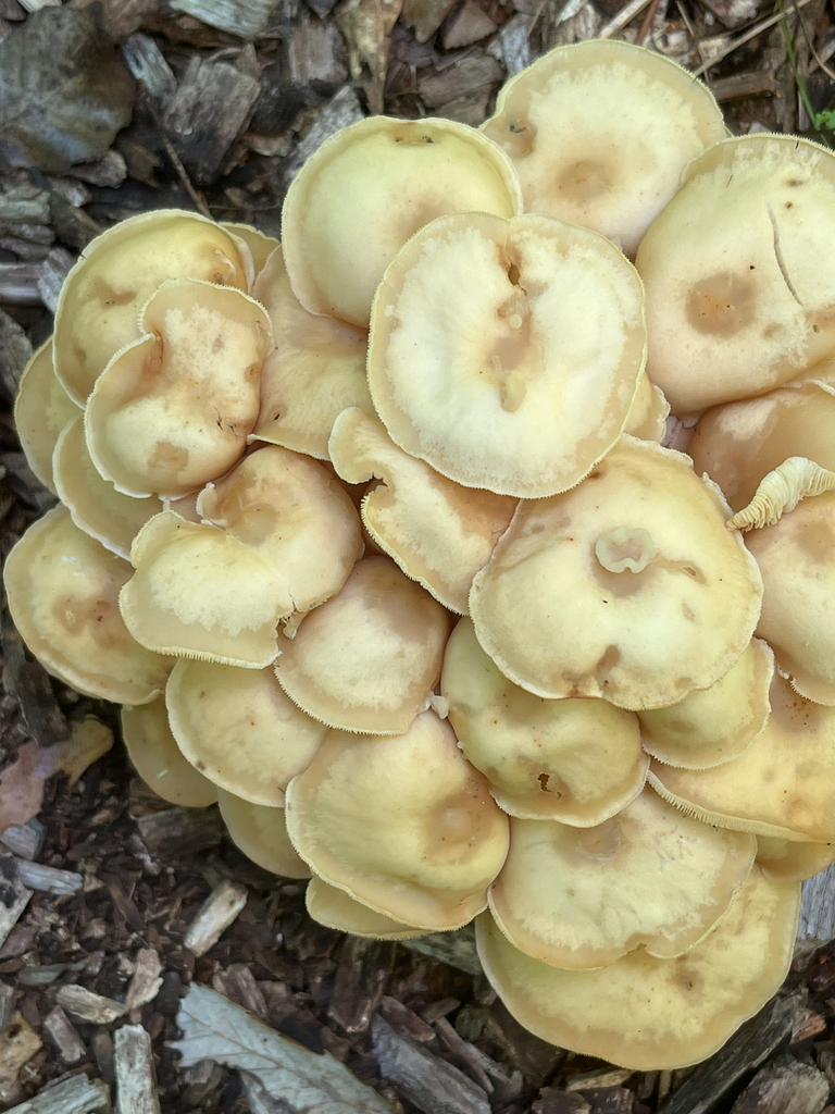 Oak-loving Gymnopus · June 2026 · photo: Photo: no rights reserved · iNaturalist