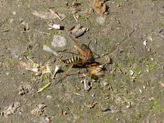 Ctenophora flaveolata