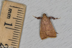 Parachma ochracealis