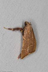 Parachma ochracealis