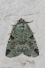 Maliattha concinnimacula