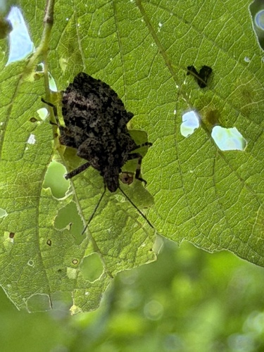 Featured image for “Rough Stink Bugs”