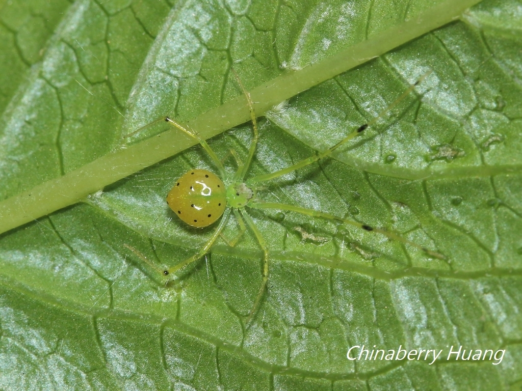 Chrysso foliata