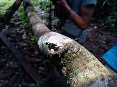 Excidobates captivus