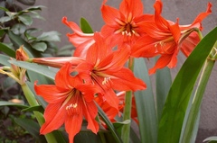 Hippeastrum striatum