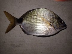 Diplodus holbrookii