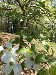 Cornus florida